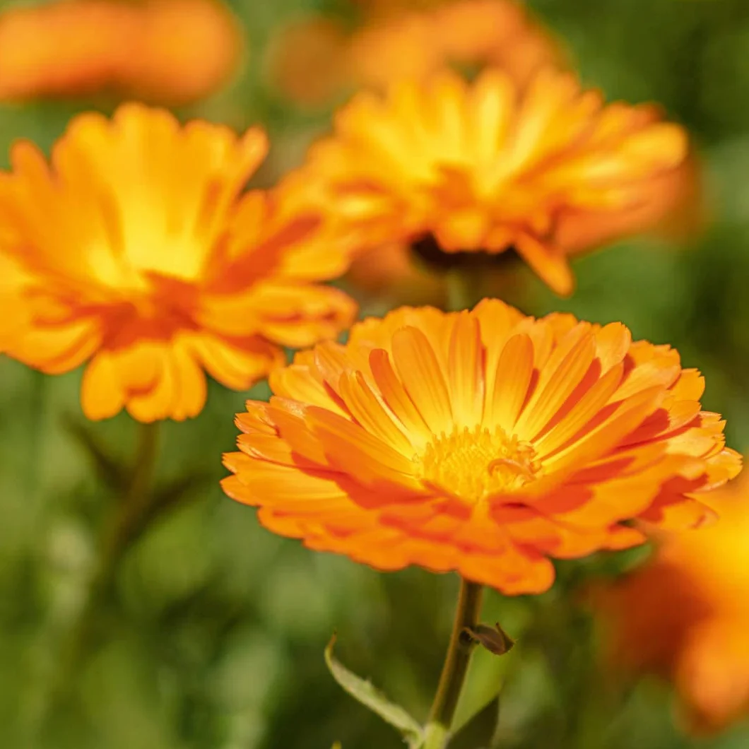 Weleda Arnica Echinacea polvere, talco in polvere per il trattamento dell'ombelico del neonato, assorbe l'umidità e protegge da irritazioni nelle pieghe cutanee (1X20g)