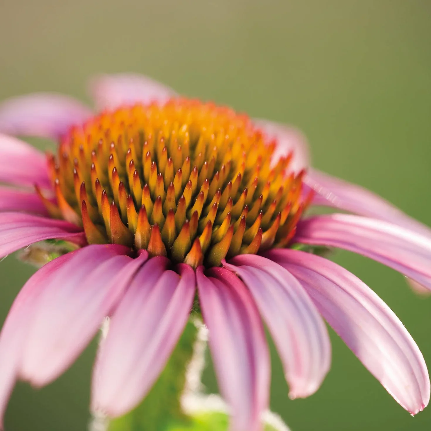 Weleda Arnica Echinacea polvere, talco in polvere per il trattamento dell'ombelico del neonato, assorbe l'umidità e protegge da irritazioni nelle pieghe cutanee (1X20g)