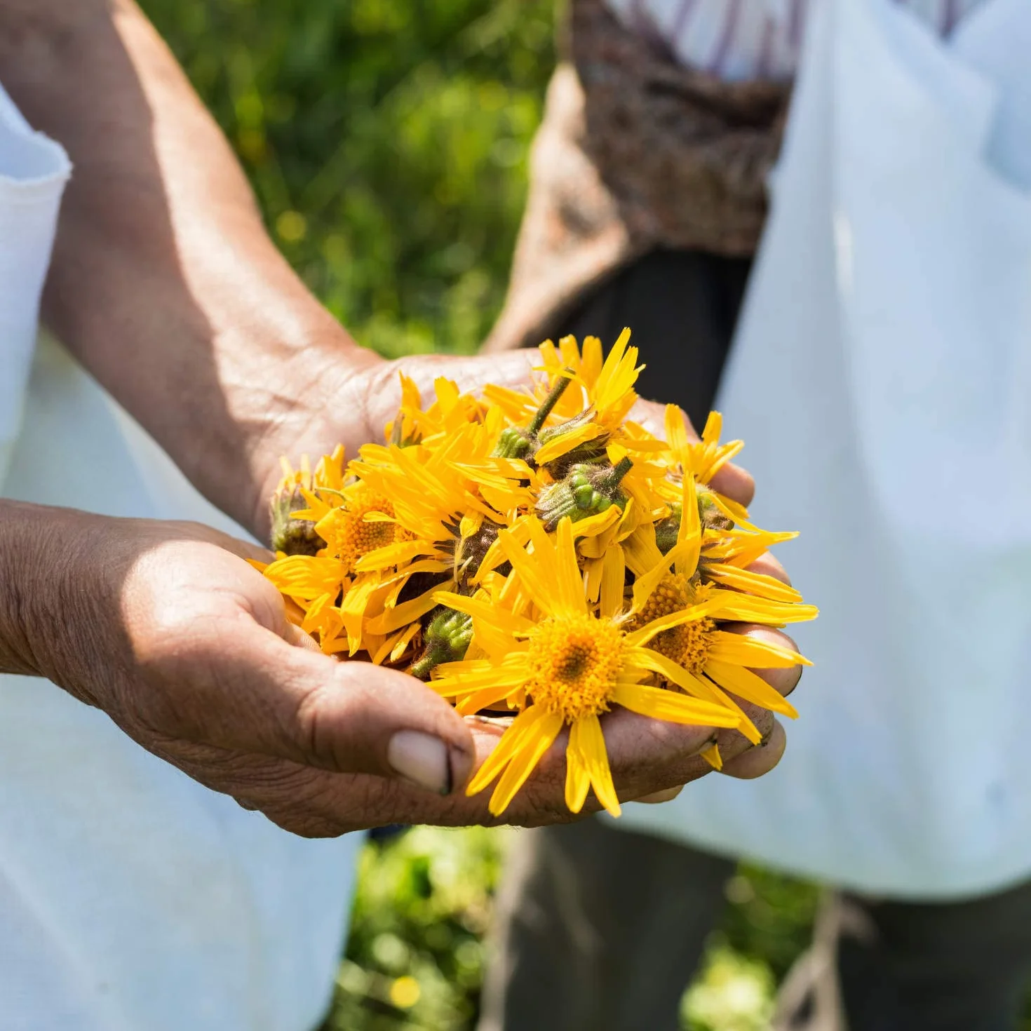 Weleda Arnica Echinacea polvere, talco in polvere per il trattamento dell'ombelico del neonato, assorbe l'umidità e protegge da irritazioni nelle pieghe cutanee (1X20g)